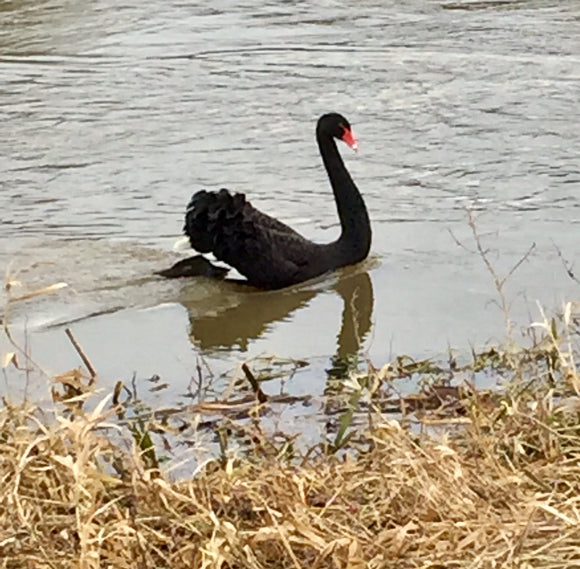 Cobs And Rushes By Night, The mystery of the Black Swan, What’s the story?